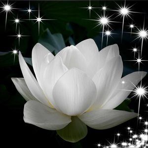 Meet your Posher, Chan